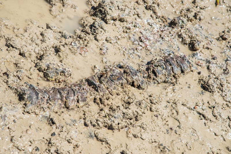 Skeletal remains of an Ichthyosaur.