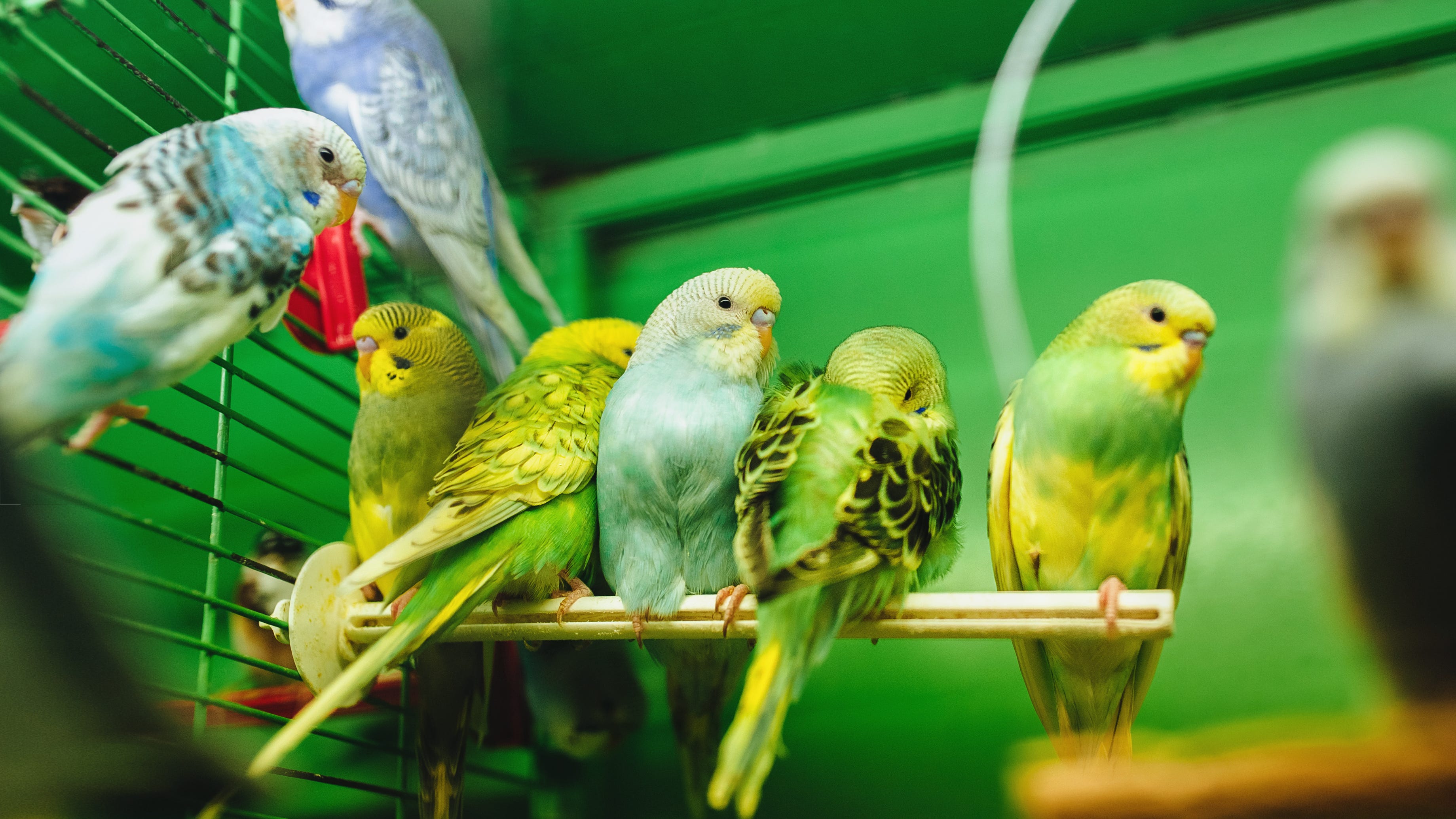Metro Detroit animal shelter now housing over 800 parakeets after hundreds more surrendered