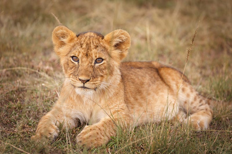Lion cub