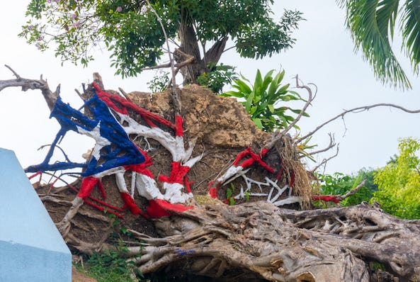 Puerto Rico flag painted on uprooted tree