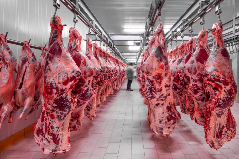 Freshly slaughtered halves of cattle hanging on the hooks in a refrigerator room of a meat plant for further food processing.