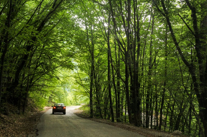 car driving through road in forest