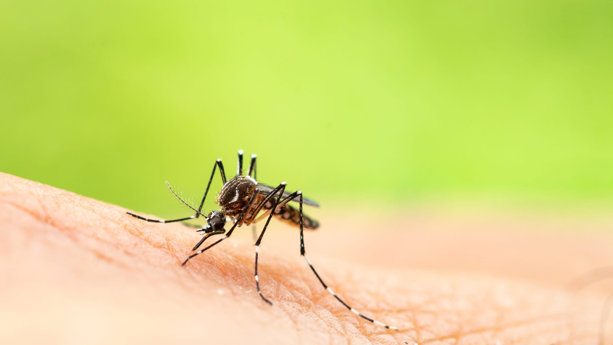 'It only takes one bite': MDDHS issues warning after mosquitoes test positive for Jamestown Canyon Virus in Michigan