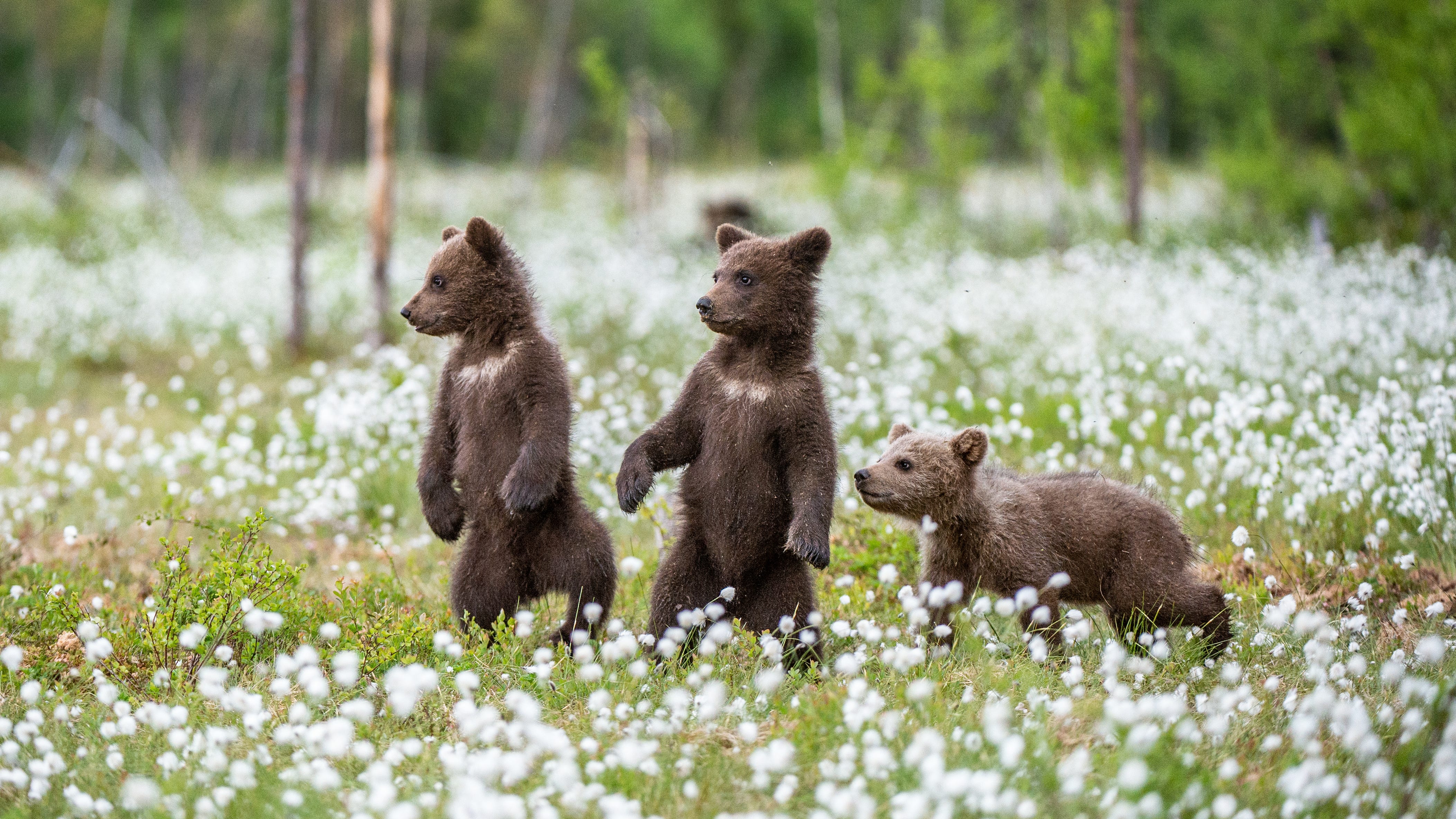 Three orphaned bear cubs transferred to SDHS Ramona Wildlife Center
