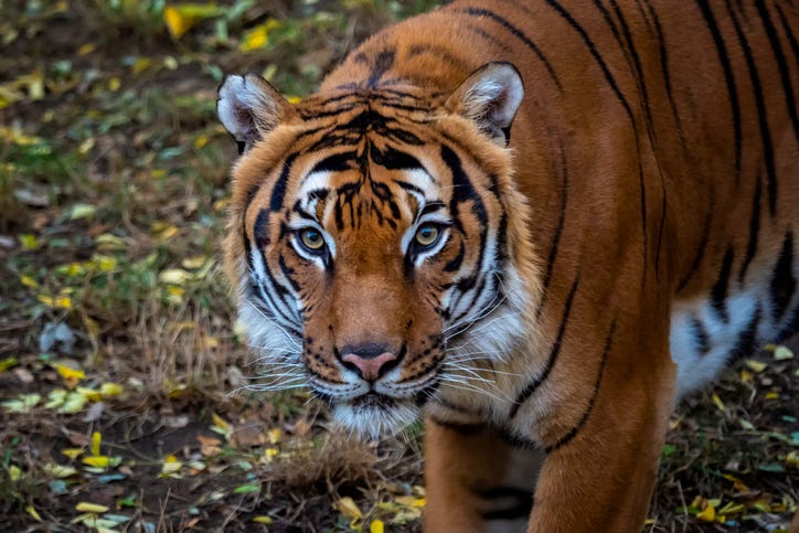 Malayan tiger
