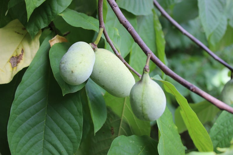 While Michigan is known for its apple and cherry harvest, most of the state's residents are unaware that another "tropical" fruit native to the area is coming into season.