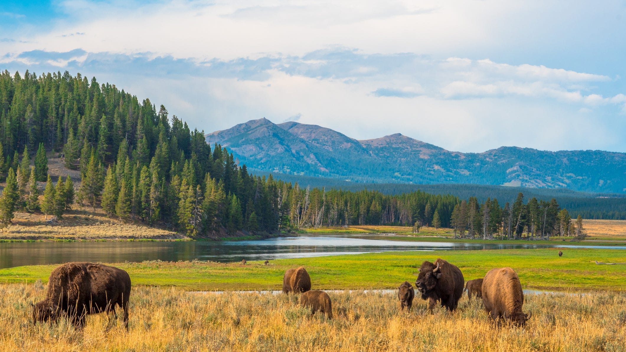 Yellowstone National Park-goer put a newborn elk in their car, park urges visitors to protect wildlife