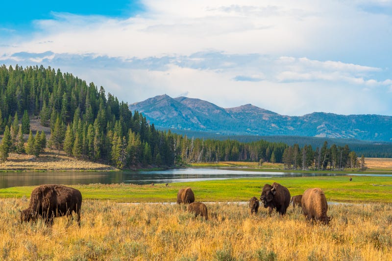 Yellowstone National Park.