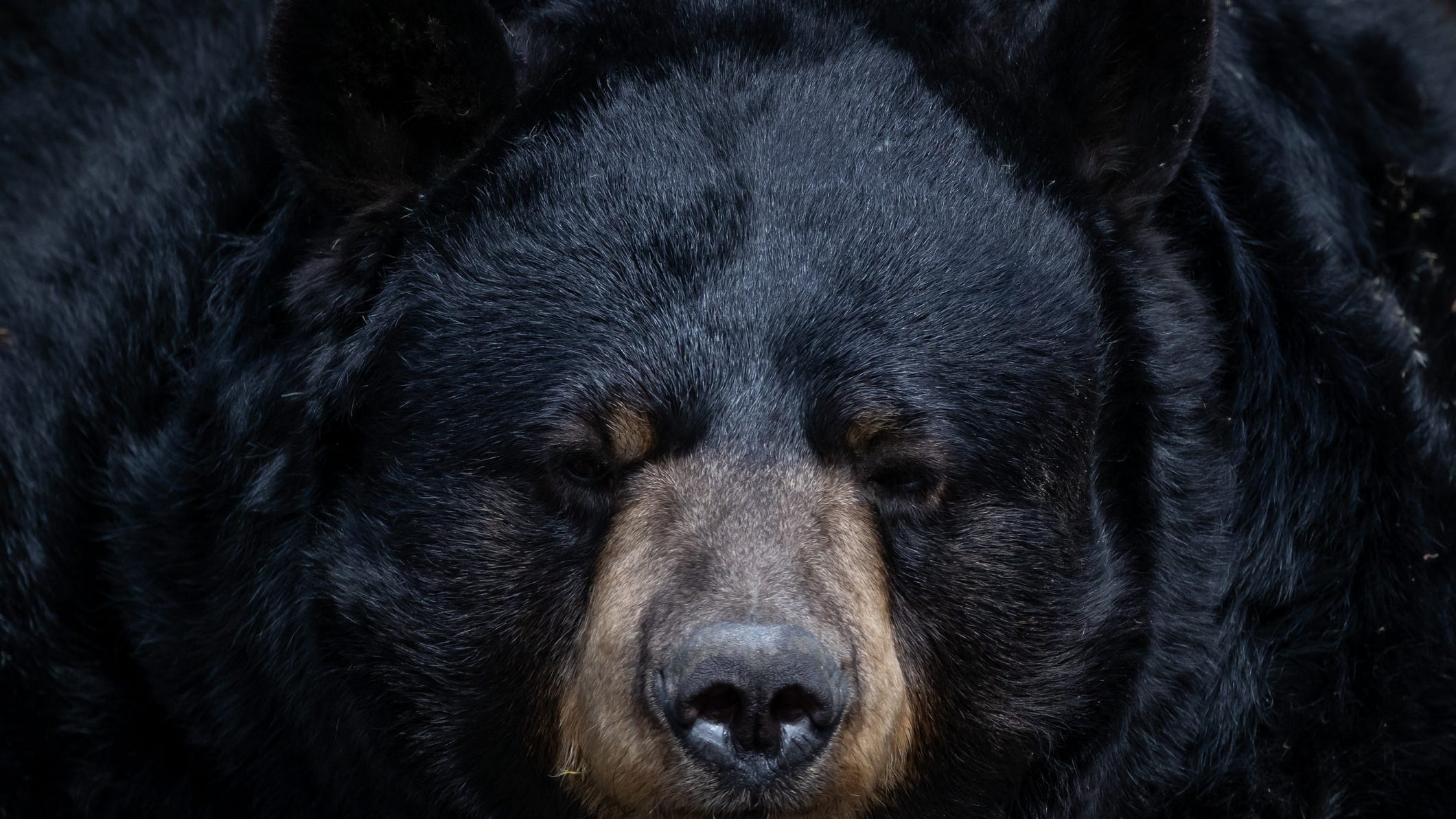 More than 6,000 Missourians have signed up for first legal bear hunt