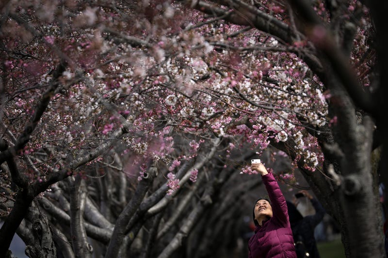 Cherry blossoms bloom at the Brooklyn Botanical Garden in 2019