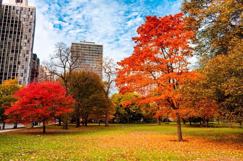 Extreme weather patterns contribute to Chicago’s distressed maple tree population 