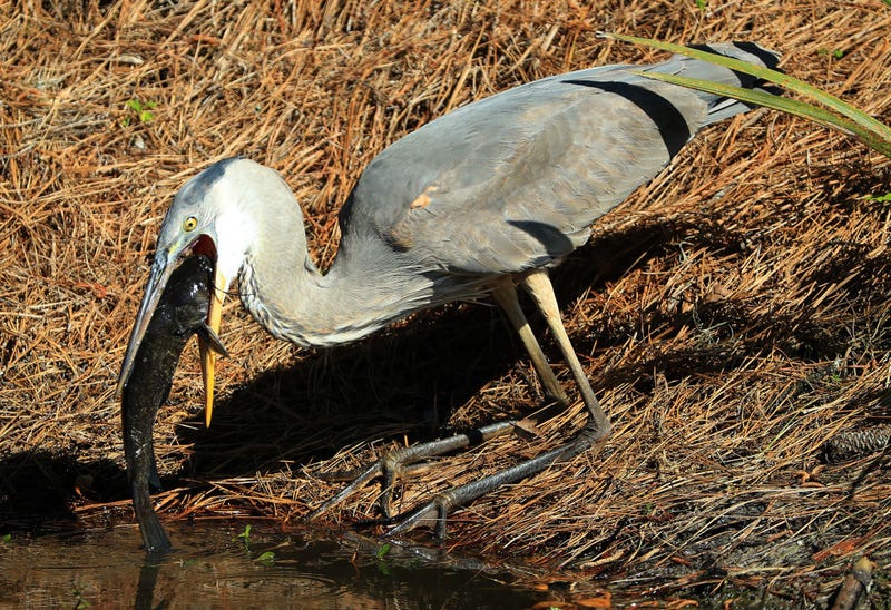 heron eats prey