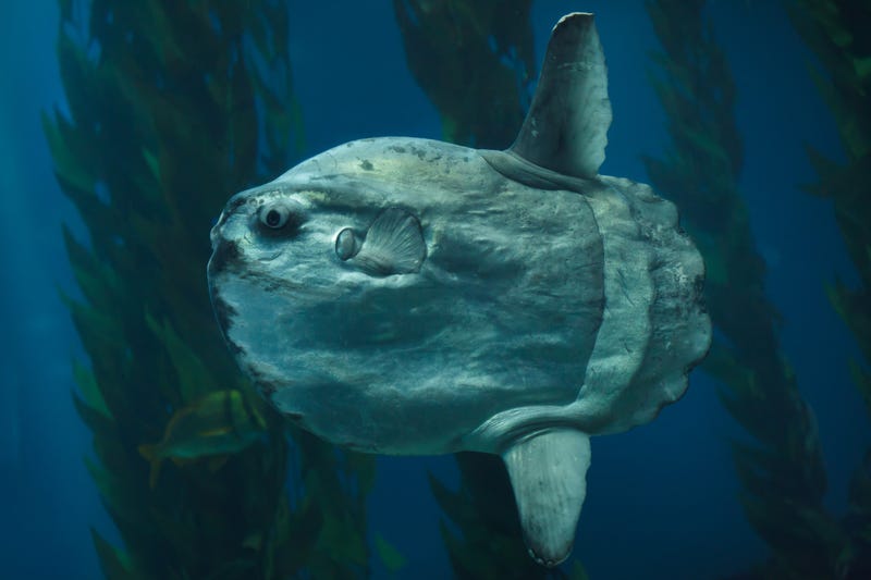 Mola Mola (oceanfish)