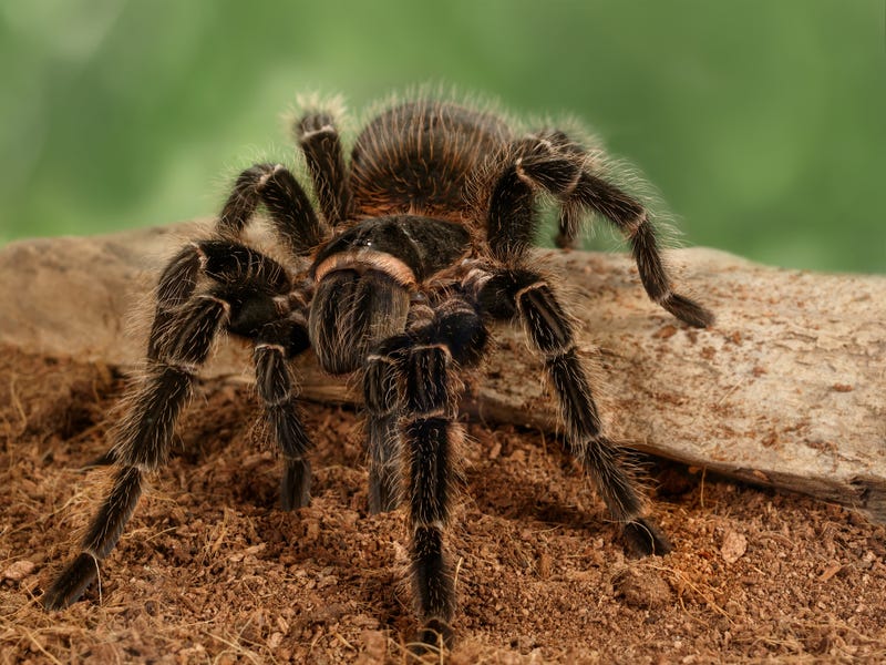 Tarantula