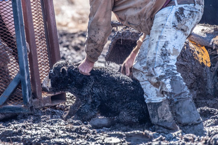 Cow in mud