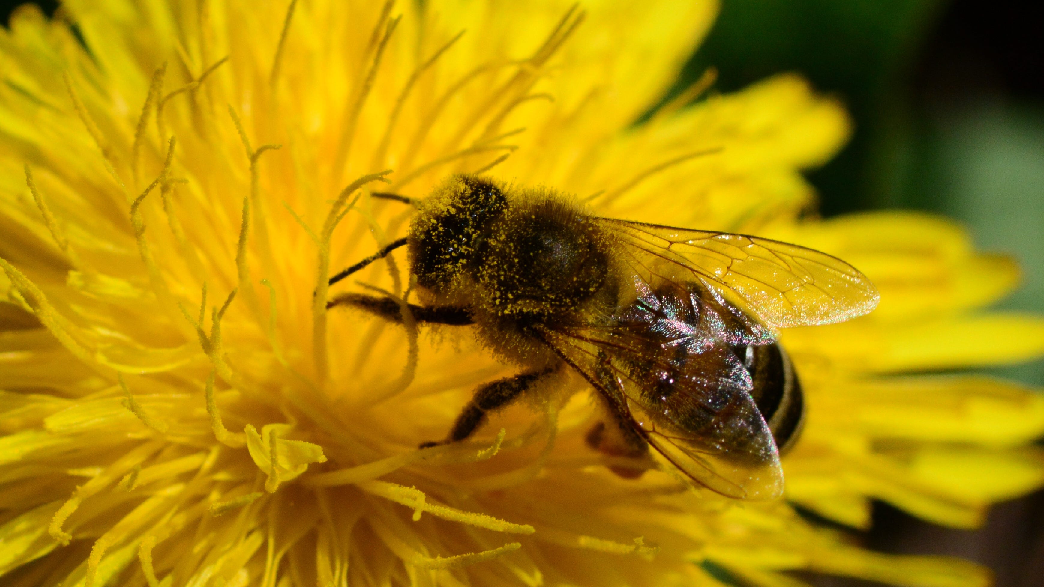 Inside the first ever robotic bees made to aid pollination