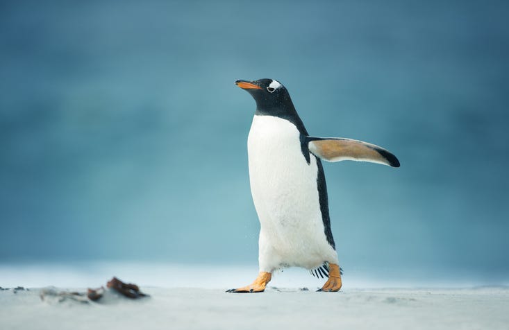penguin