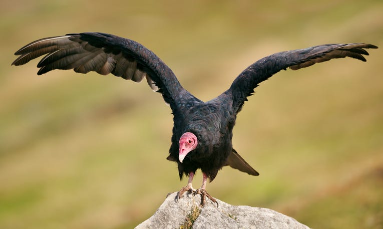 turkey vulture