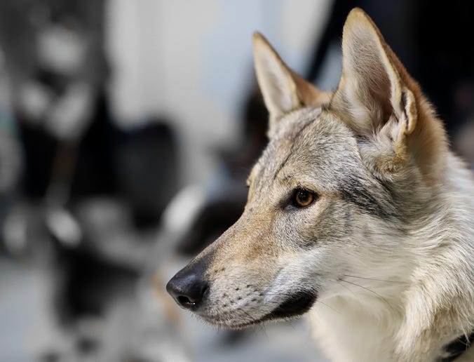 wolfdog