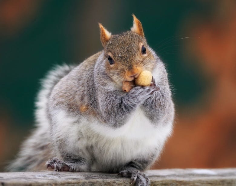 Fat squirrel eating peanuts