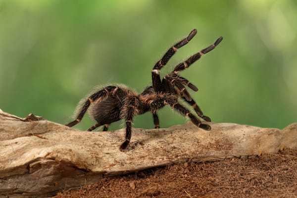 Female tarantula in a threatening position