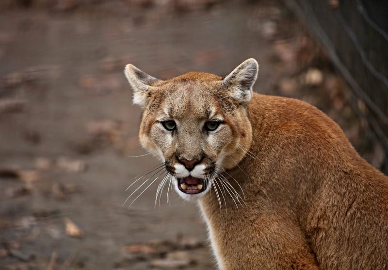 mountain lion