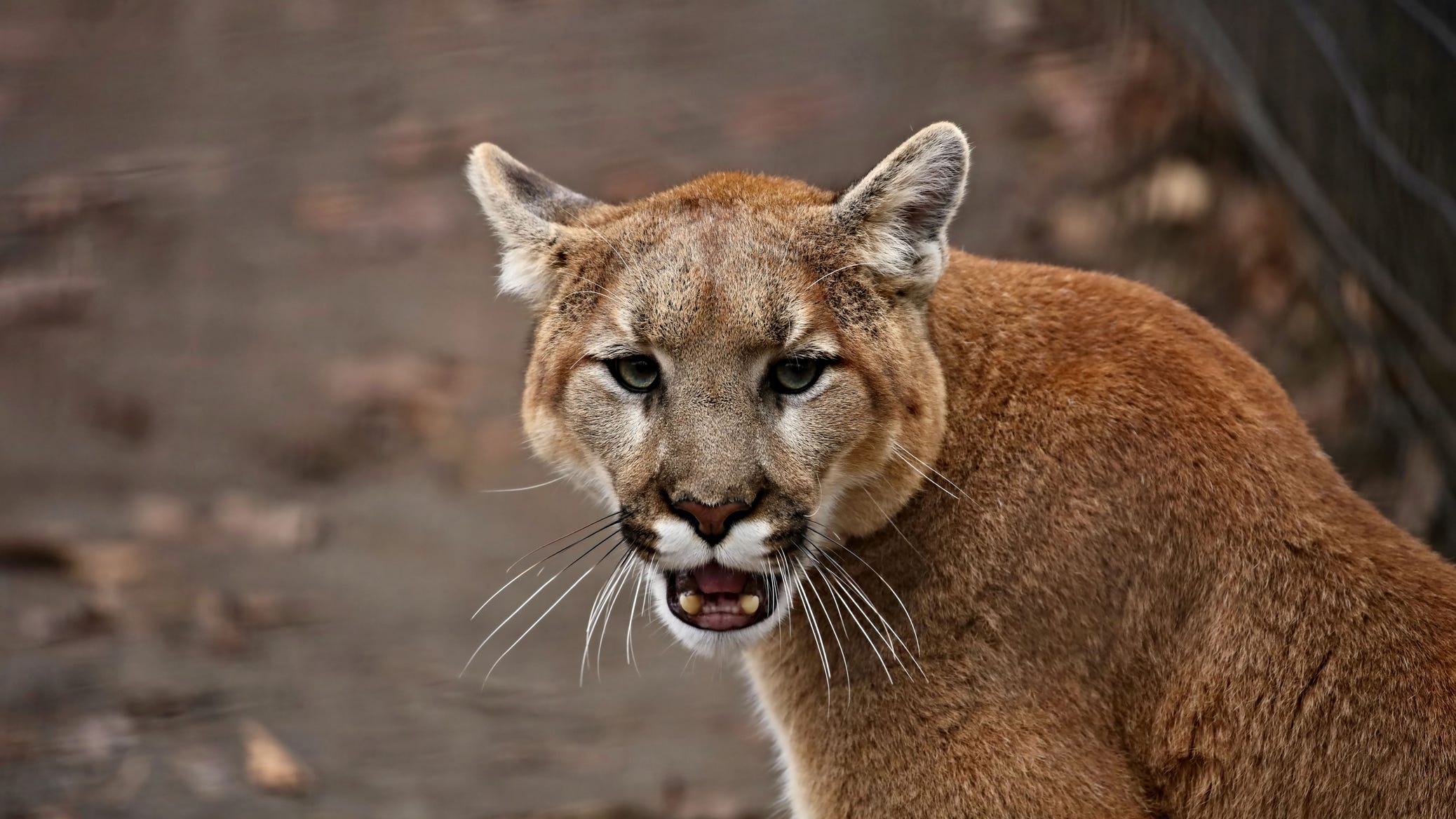 Walk this way: New Highway 17 wildlife crossing under construction