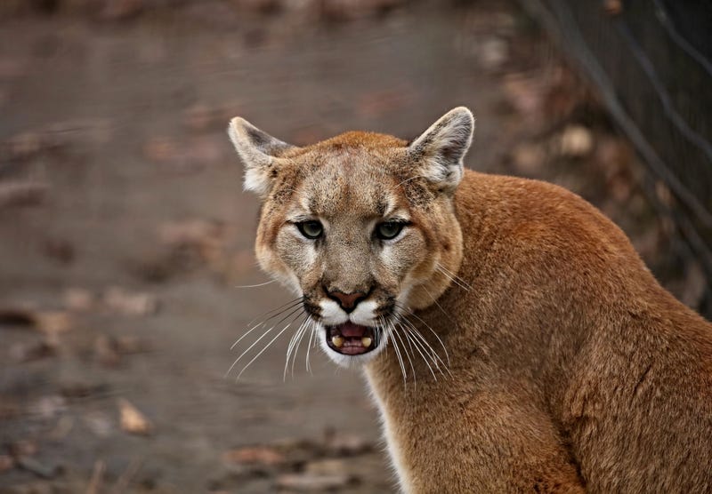 The cougar (Puma concolor), also commonly known by other names including catamount, mountain lion, panther and puma is American native animal.
