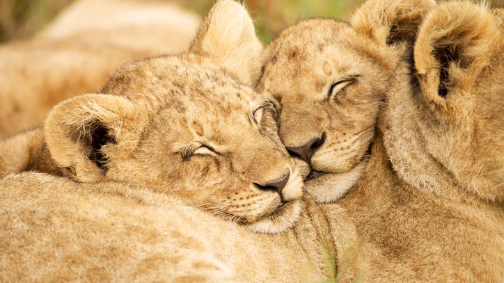 Video: Lion cubs celebrate 1st birthday at Pittsburgh Zoo