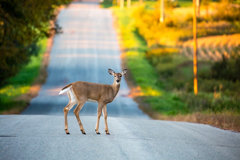 Deer standing in the road, staring