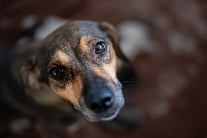 Dog
