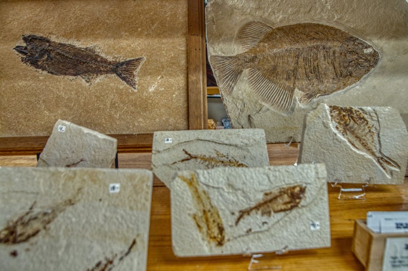 Variety of Fossil Fish