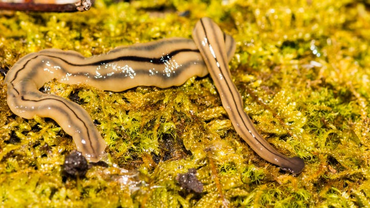 Worm of your nightmares that reproduces by splitting itself is alive and well in Missouri