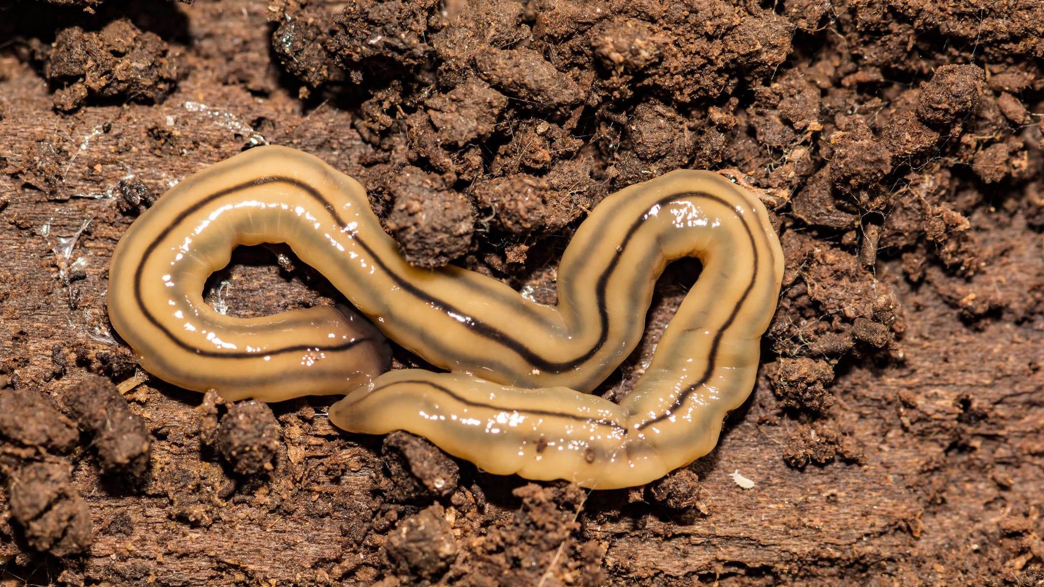 ‘Snake’ found in U.S. turns out to be hard-to-kill giant invasive worm