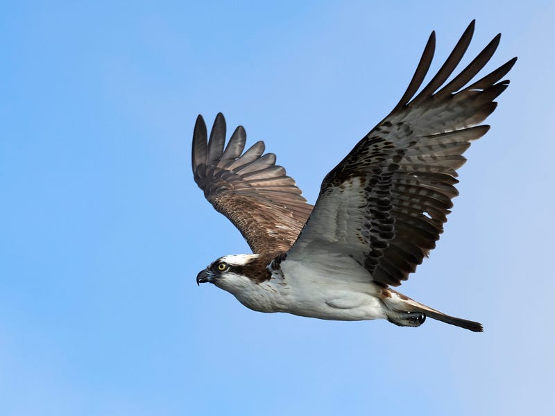 Osprey