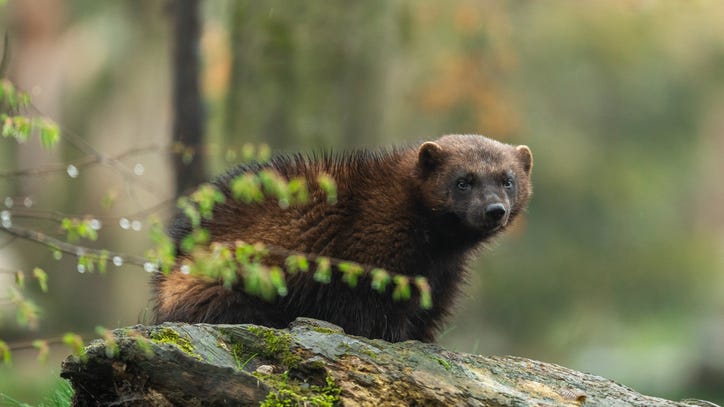 WATCH: Rare wolverine captured on camera in Yellowstone National Park