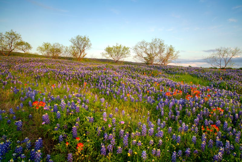 Wildflowers