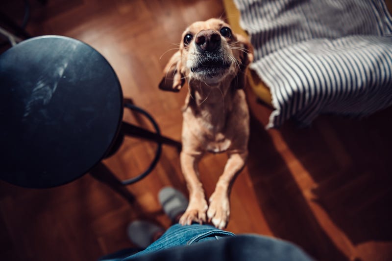 Dog - Getty Images/Kerkez