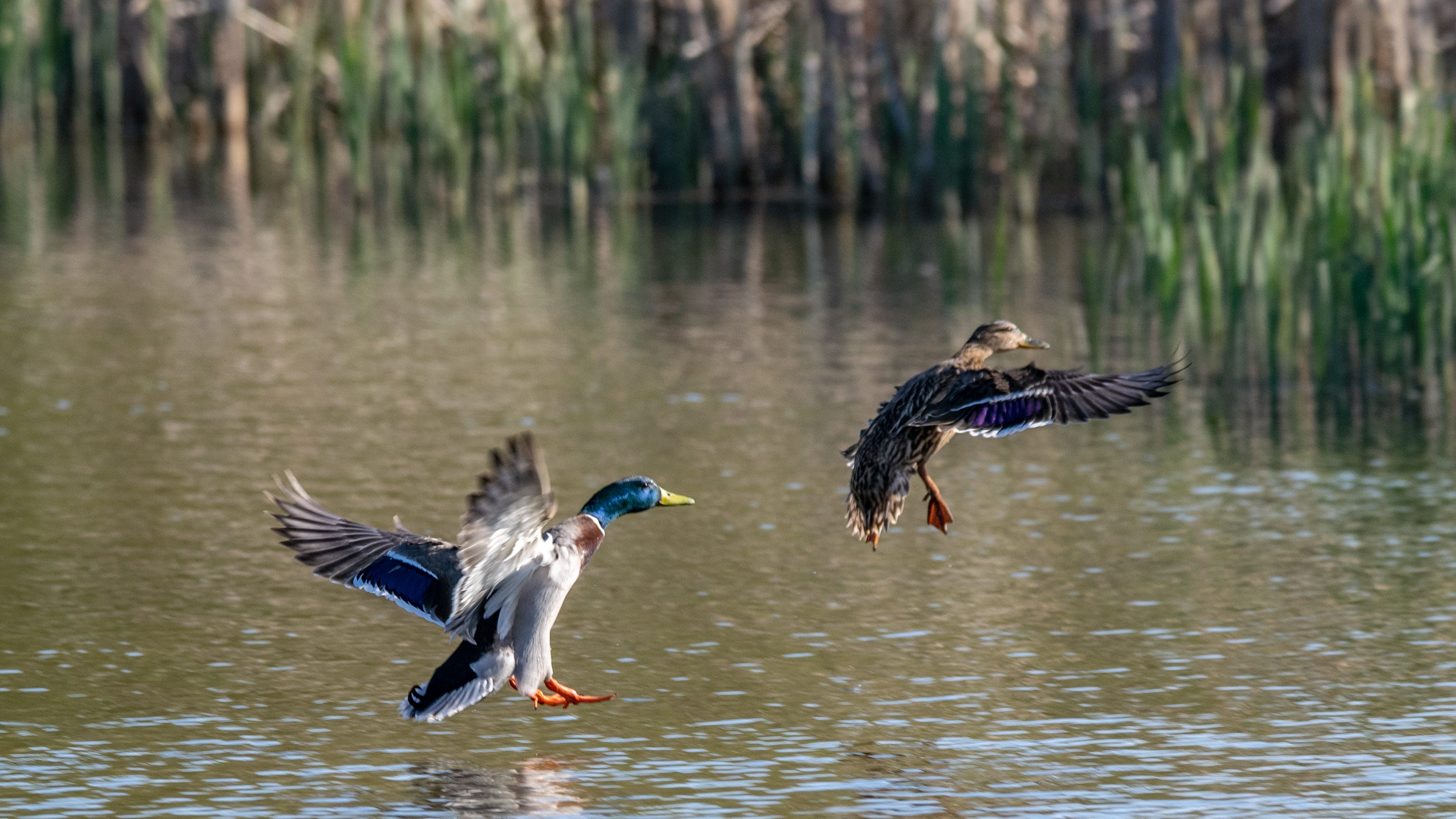 Louisiana man fined $5,000 for Migratory Bird Treaty Act violation