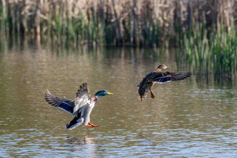 Ducks on a lake stock photo