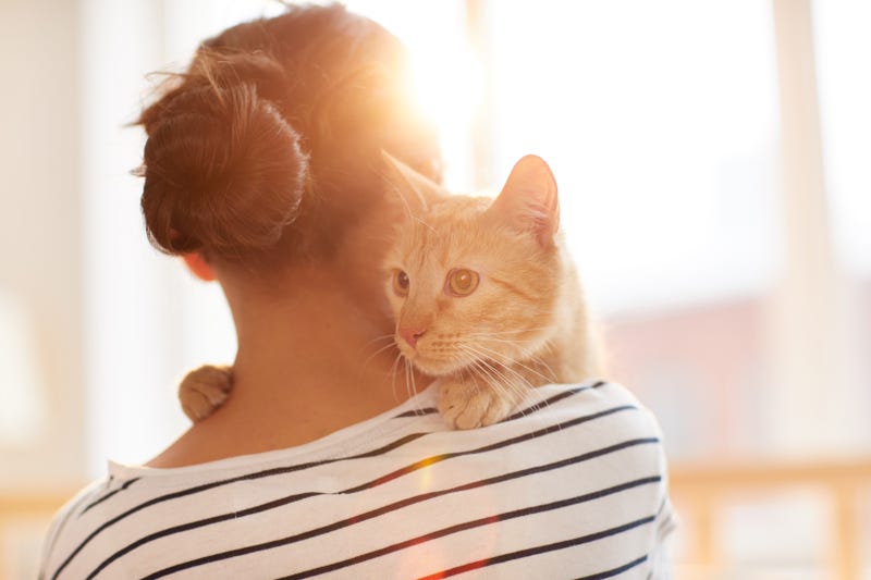 Detroit one of the worst cities for cat lovers