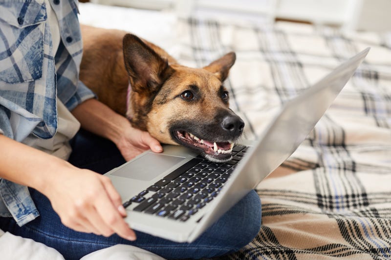 While it's commonly thought that close companionship with a pet positively influences our well-being, a new study by Michigan State University said that during the COVID-19 pandemic, that wasn't the case.
