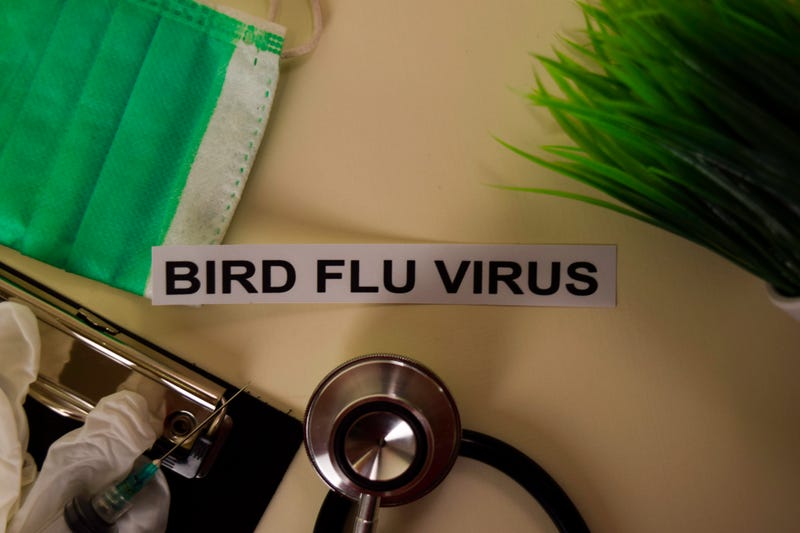 Bird Flu