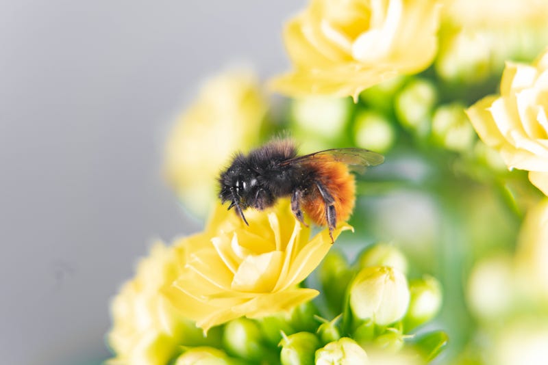 Bumble bee. 