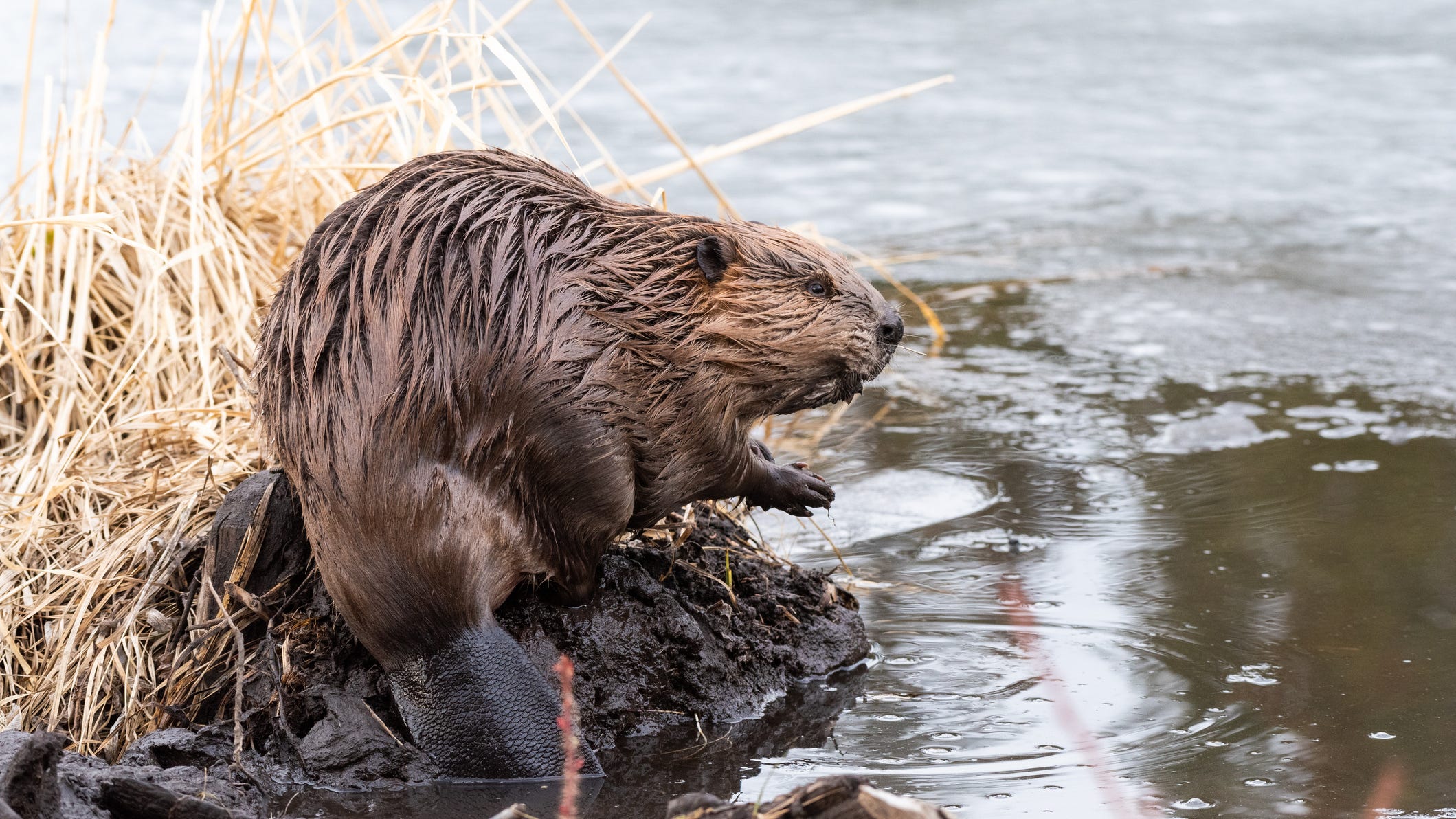 How California's beavers could be key in fight vs. climate change