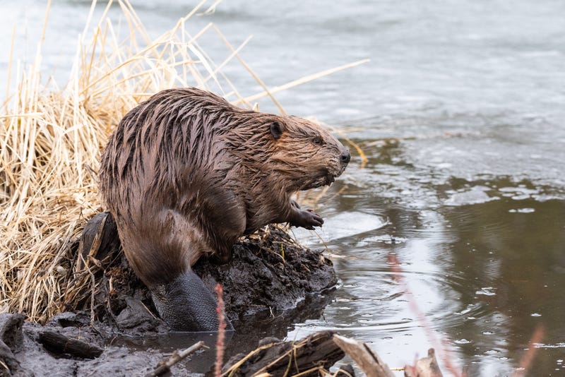 A young beaver in front of a dam.
