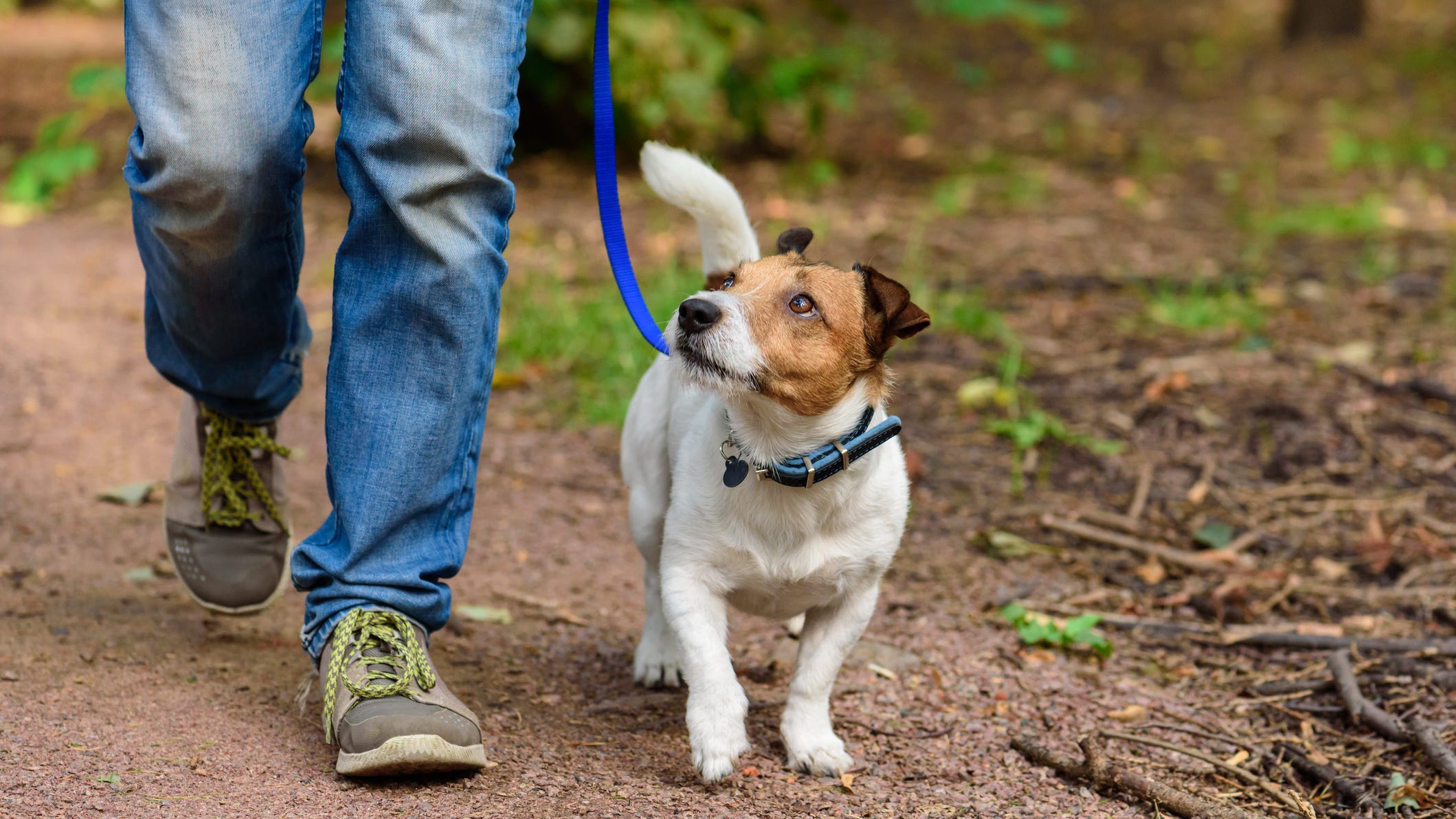 Study suggests in first lockdown, dog walkers 78% more likely to get COVID-19