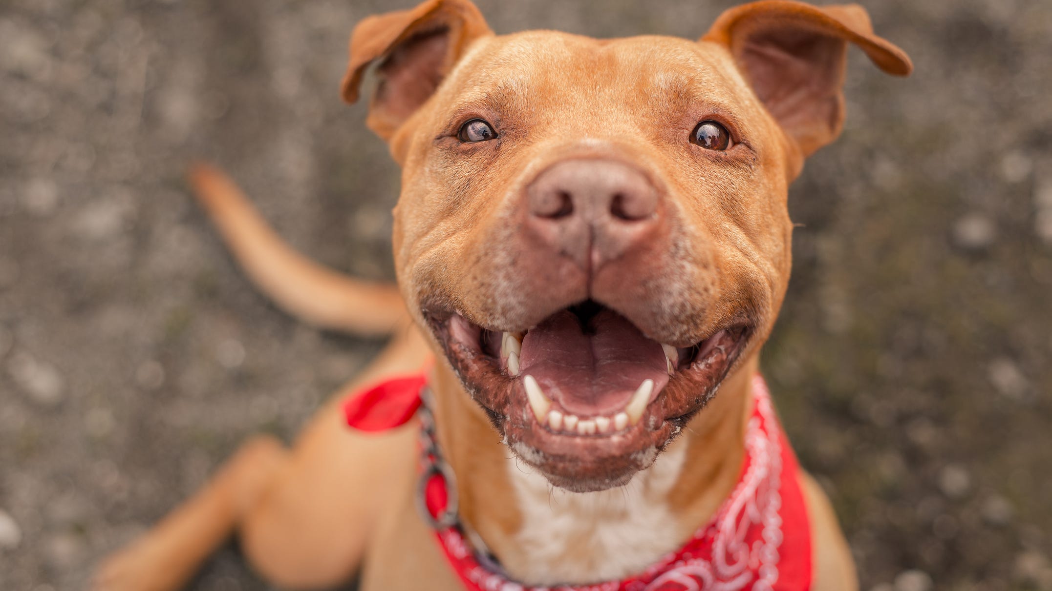 These are the most popular dog names of 2021