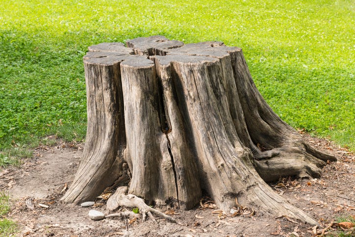 Tree stump