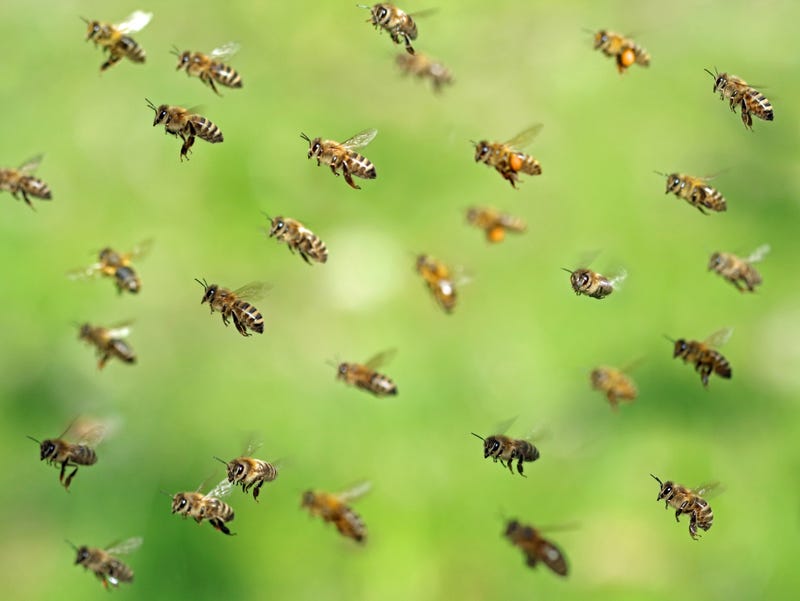 Bee Swarm